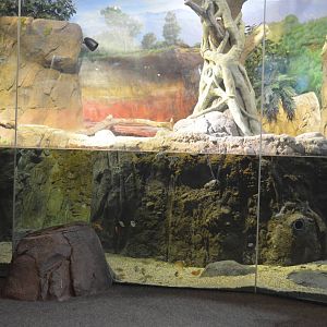 Fly River Turtle/Lungfish/Rainbow Fish Habitat