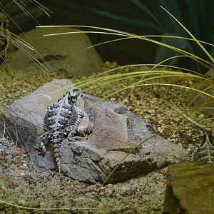 Mexican Giant Horned Lizard