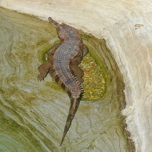 False Gharial