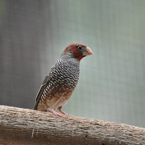 Paradise sparrow/ Amadina erythrocephala