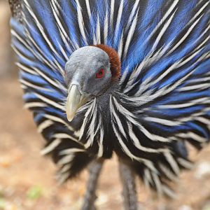 Vulturine guineafowl/ Acryllium vulturinum