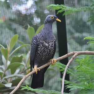 Olive pigeon/ Columba arquatrix