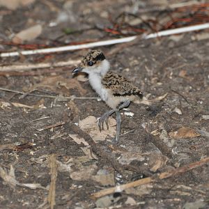 Spur-winged plover/ Hoplopterus spinosus