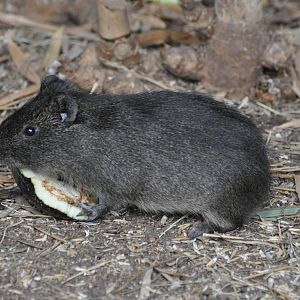 Cavy/ Cavia aperea