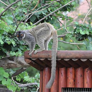 Brown lemur/ Eulemur fulvus