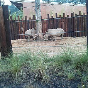 White Rhinos in the Boma yard
