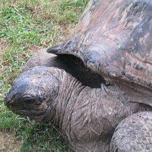 I'm Sitting in the Rain