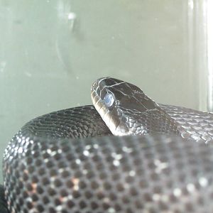 Black Rat Snake