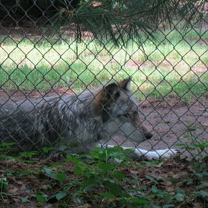 WOLF- Poor Cheyenne