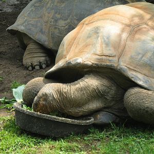 Skipper the Aldabra Tortoise