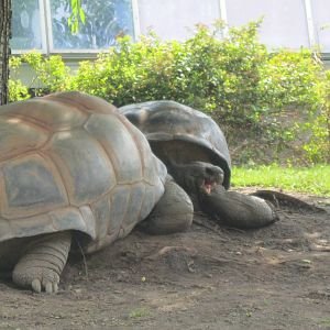 Giant Tortoises