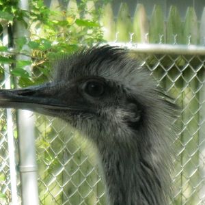 New England Farmyard- Greater Rhea