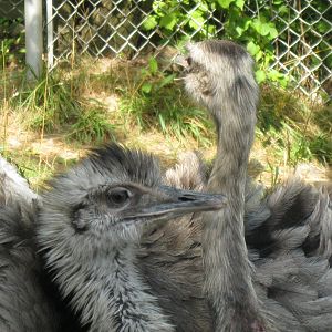 New England Farmyard- Greater Rheas