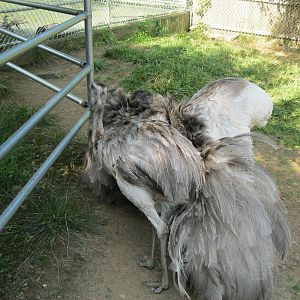 New England Farmyard- Rhea Courtship