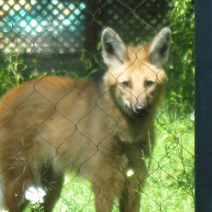 Maned Wolf