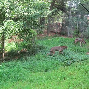 WOLF- Red Wolf Enrichment