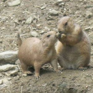 North American Plains- Prairie Dogs