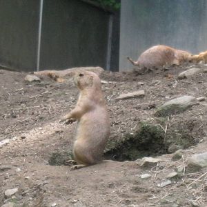 North American Plains- Prairie Dogs