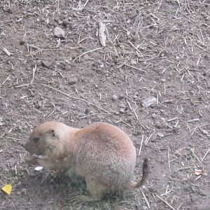 North American Plains- Baby Prairie Dog