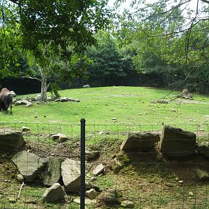 North American Plains- Bison/White-Tailed Deer Exhibit