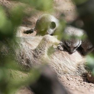 3 of the 4 baby meerkats