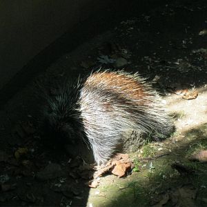 New England Farmyard- North American Porcupine
