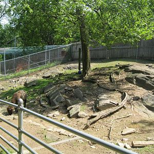 New England Farmyard- Cotswold Sheep Exhibit