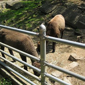 New England Farmyard- Sheered Sheep