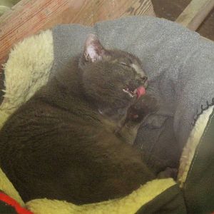 New England Farmyard- Domestic Cat