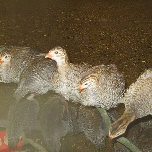 New England Farmyard- Helmeted Guineafowl Chicks