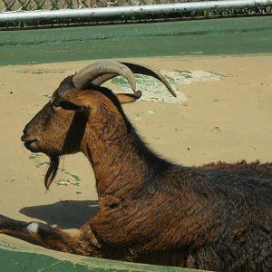 New England Farmyard- San Clemente Goat
