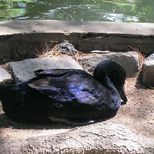 New England Farmyard- Domestic Waterfowl