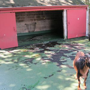New England Farmyard- Goat Holding Area