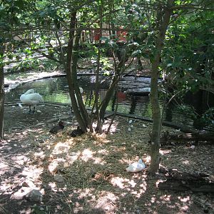 New England Farmyard- Wild Waterfowl Pond