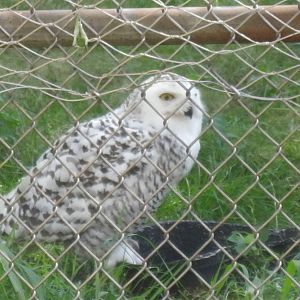 New England Farmyard- Snowy Owl