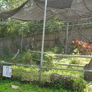 New England Farmyard- New Snowy Owl Exhibit