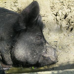New England Farmyard- Guinea Hog