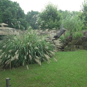 Gorilla enclosure 2