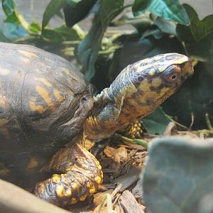 New England Farmyard- Eastern Box Turtle