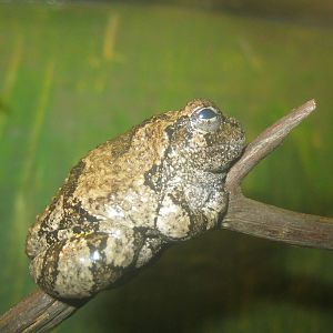 New England Farmyard- Eastern Gray Treefrog