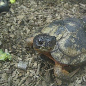 New England Farmyard- Wood Turtle