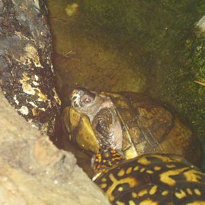 New England Farmyard- Whoops!