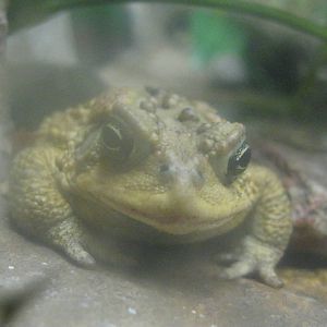 New England Farmyard- American Toad