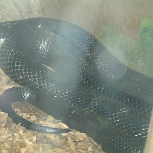 New England Farmyard- Black Rat Snake