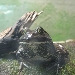New England Farmyard- American Bullfrog