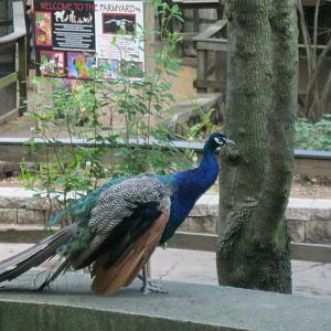 New England Farmyard- Indian Peafowl