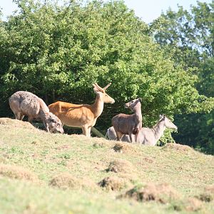 Barasingha or Sambar