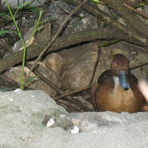 Alligator Alley- Fulvous Whistling Duck