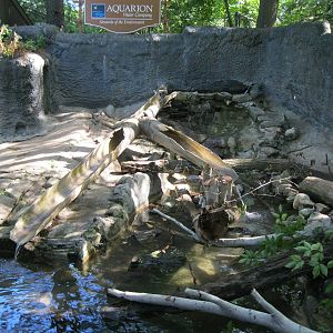 Alligator Alley- North American River Otter Exhibit