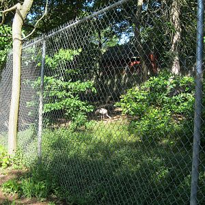 Alligator Alley- Sandhill Crane Exhibit